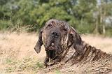 FILA BRASILEIRO 153